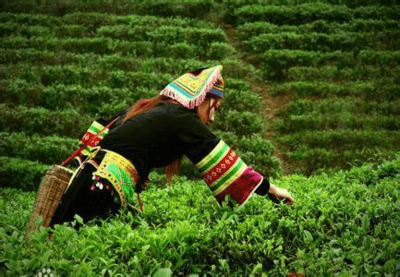 神州瑤都，物華天寶 永州江華縣地理標(biāo)志農(nóng)產(chǎn)品與茶葉的璀璨綻放