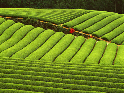 尋茶問(wèn)器 品茗之道的雙生花
